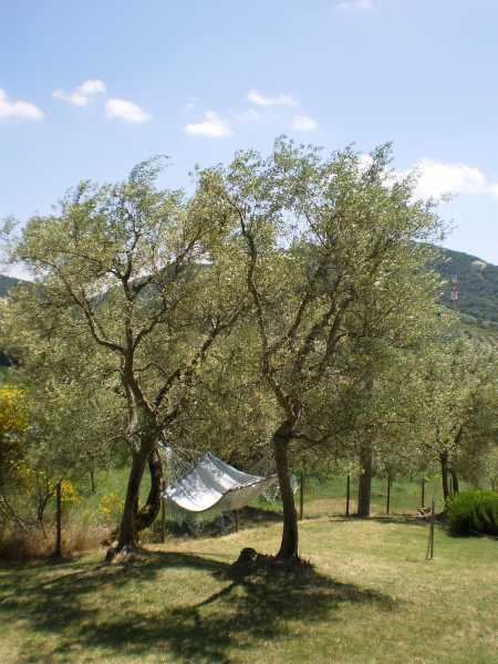 Hammock under the olives