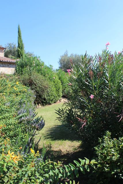 Cypress and oleander