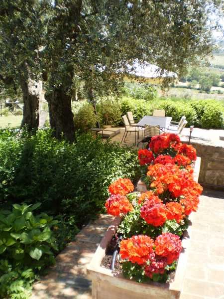 Patio with geraniums