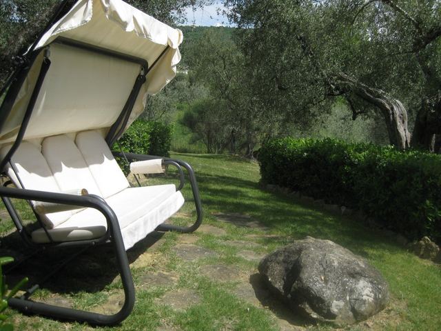 Olive grove