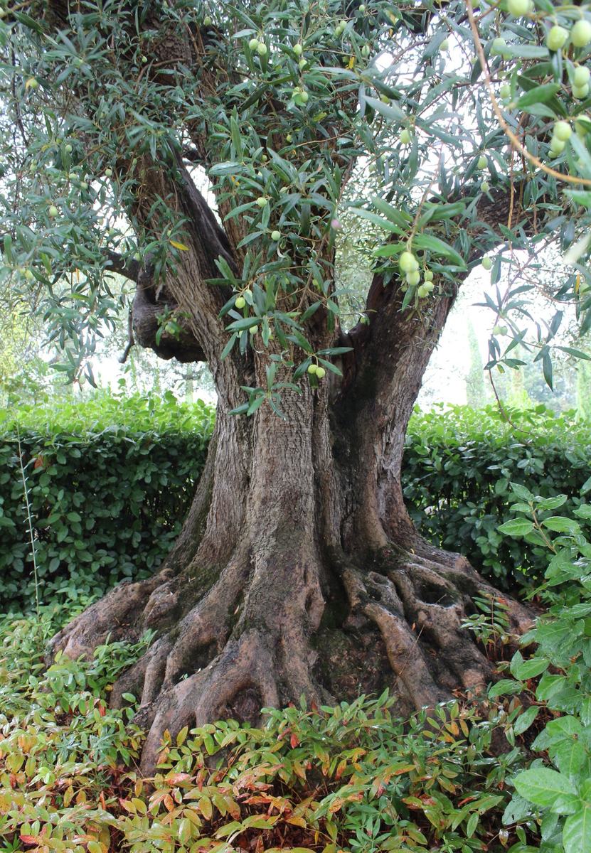 Old olive tree